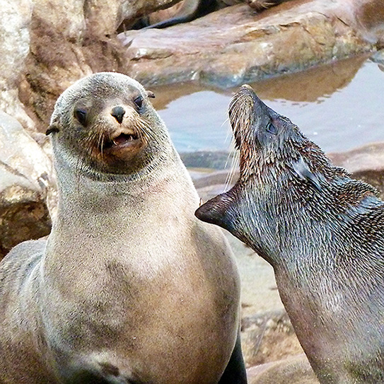 Seals yelling at each other 