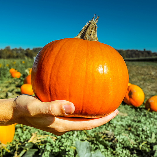 hand holding a pumpkin