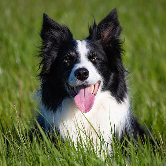 dog laying in the grass with tongue out